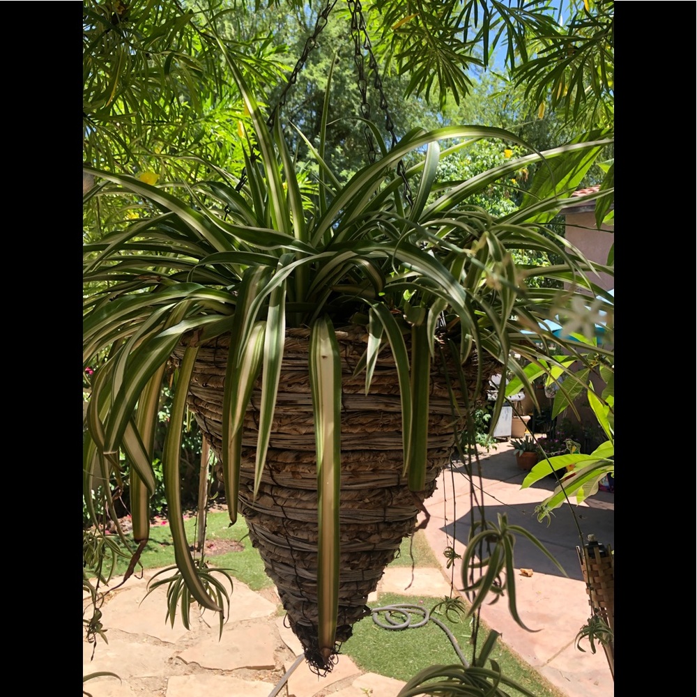 Spider Plant (‘Chlorophytum comosum’) - Picture 2 of 7